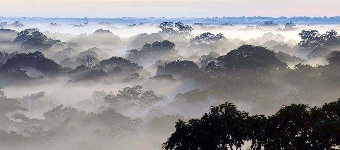 Peru trees with fog